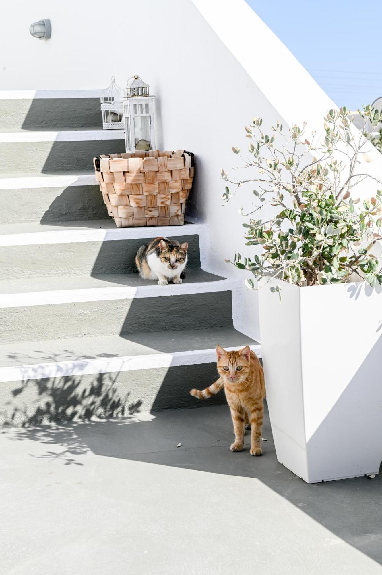 White Curves Santorini Bed & Breakfast Akrotiri  Ngoại thất bức ảnh